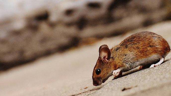 Man in China Dies From Hantavirus; Over 1,000 Cases Since 2015