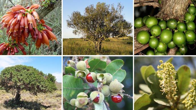 Why Wild African Fruits Can Supplement Low Protein Staple Foods