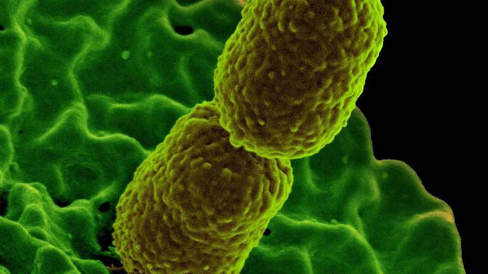 Scientists Identify Nutrient That Helps Prevent Bacterial Infection