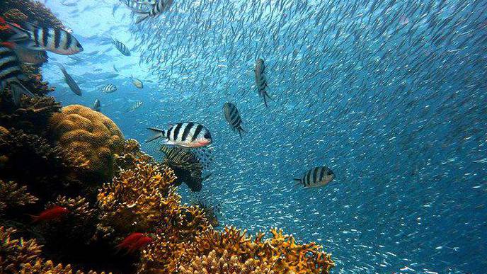 Declining Fish Biodiversity Poses Risks for Human Nutrition