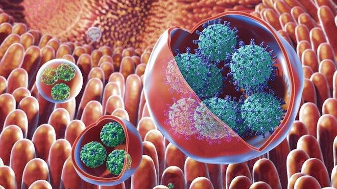 ‘Highly Infectious’ Norovirus Clusters Show Resistance to Disinfectants, Scientists Warn of ‘Superbug’