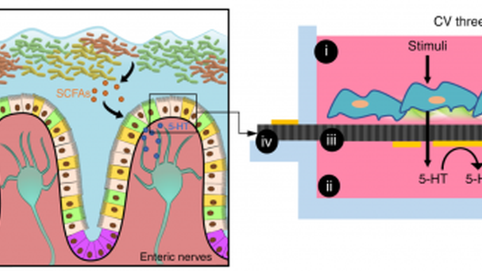 Researchers Engineer “Gut Feeling” in a Lab Dish