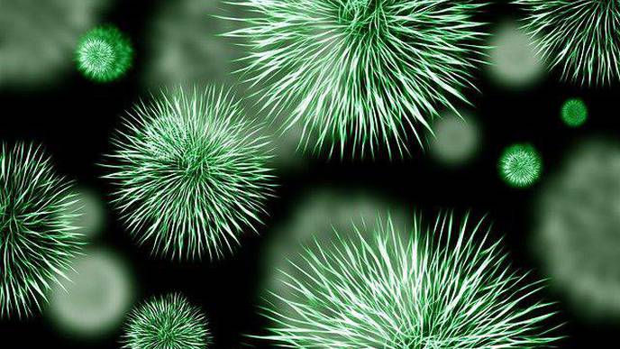 Newly-Identified Nutrient Helps the Gut Recall Prior Infections & Kill Invading Bacteria