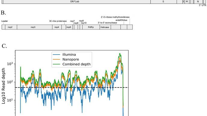 Novel Coronavirus Discovered in British Bats