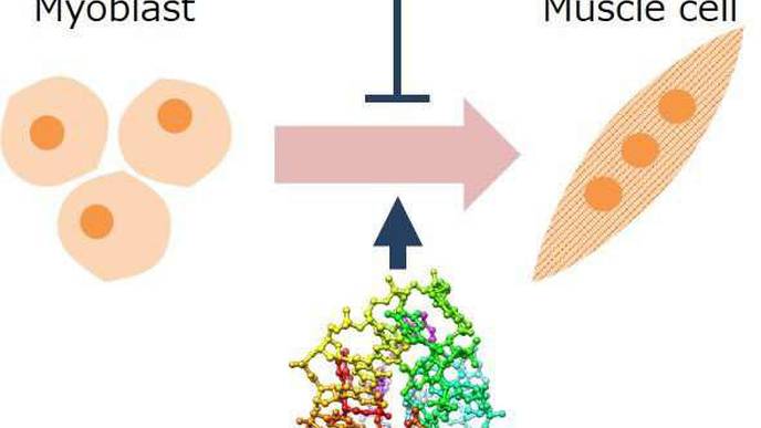 Skeletal Muscle Loss Exacerbated by Diabetes Improved with Oligo DNA