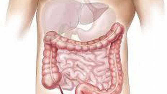 Fecal Transplants May Reduce Alcohol Use, Early Research Suggests