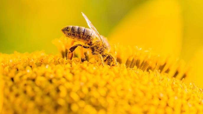 Climate Change Linked to Longer Allergy Season, Stanford Study Finds