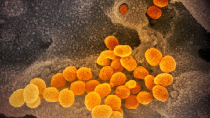 Experimental Antiviral for COVID-19 Effective in Hamster Study