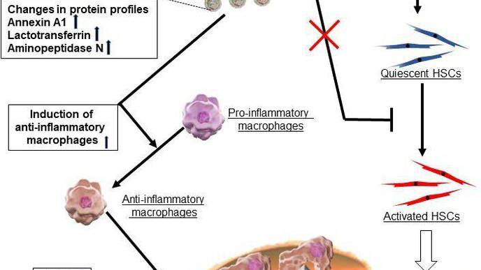 A Glimmer of Hope: New Weapon in the Fight Against Liver Diseases