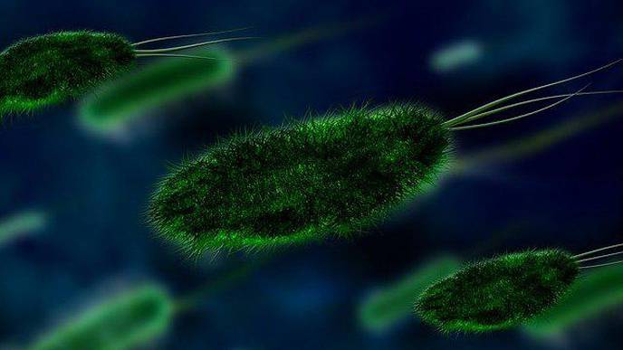 Gut Bacteria Linked to Endocannabinoid Levels & Depression