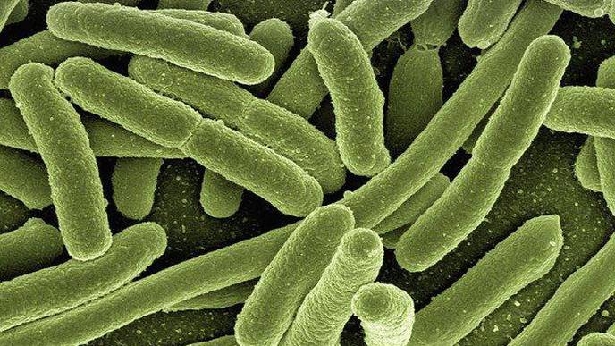 Medieval Medicine Remedy Could Provide New Treatment for Modern-Day Infections