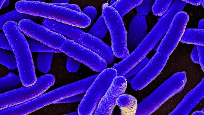 Gut Microbes May Be the Key to Unlocking Anxiety