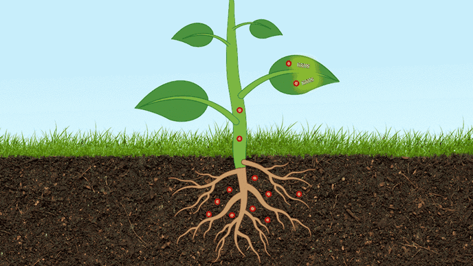 Researchers Engineer a Plant-Based Sensor to Monitor Arsenic Levels in Soil