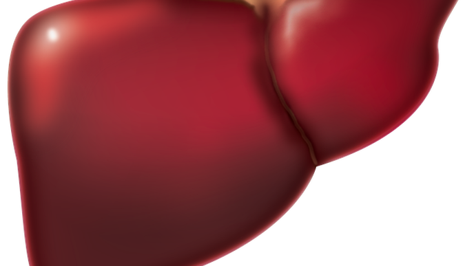 Study Introduces mRNA-LNP as a Safe Therapeutic Intervention for Liver Regeneration