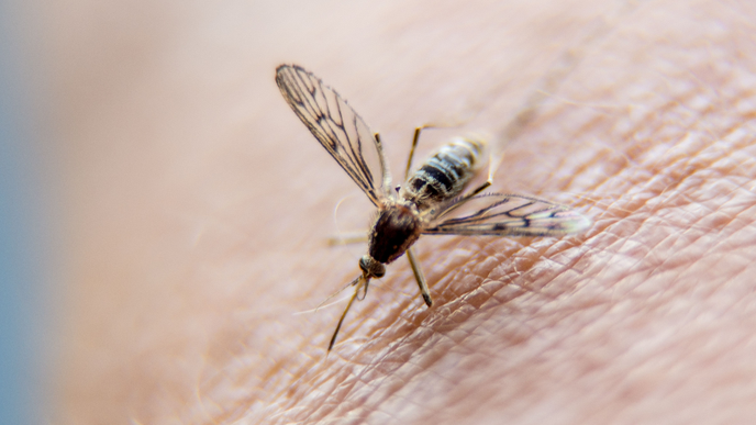 US Faces More Risk of Malaria, Dengue Due to Climate Change: Study