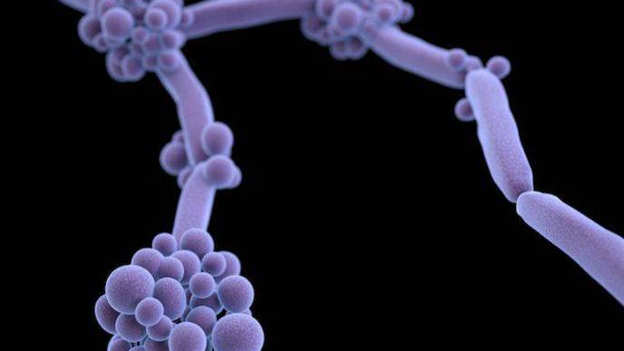 How Two California Hospitals Prevented the Spread of a Deadly Fungal Infection During the Pandemic