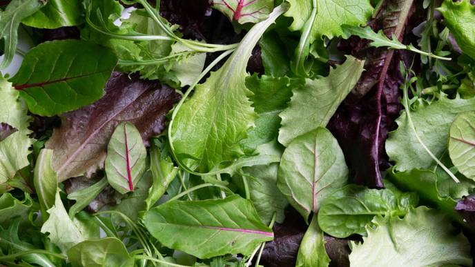 Is It Safe to Eat Slimy Salad Greens?